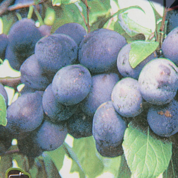 Slivoně - Slivoň 'Elena' květináč 7,5 litru, čtvrtkmen, SAMOSPRAŠNÁ