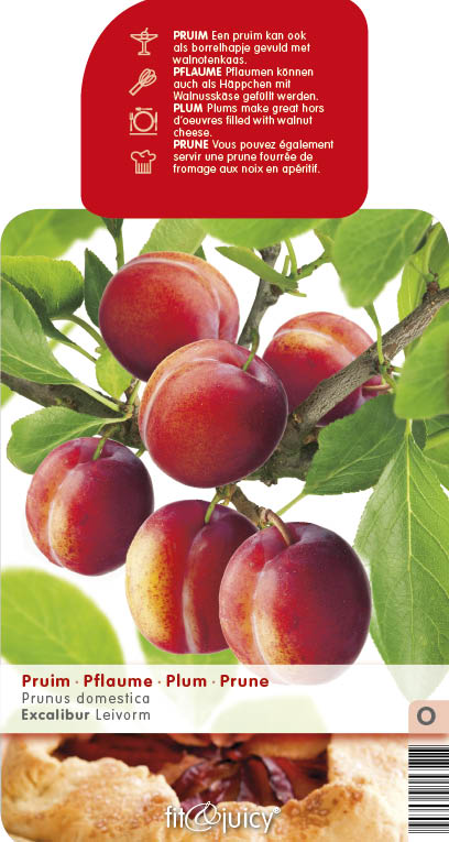 Ovocné stromky do zahrady - Slivoň 'Excalibur' květináč 6 litrů, výška 150/175cm, stromek, SAMOSPRAŠNÁ