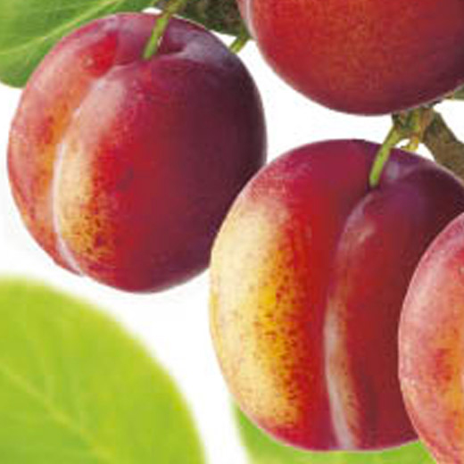 Slivoň 'Excalibur' květináč 6 litrů, výška 150/175cm, stromek, SAMOSPRAŠNÁ-0