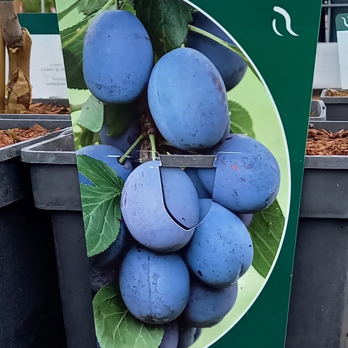 Rostliny - Slivoň Fruca květináč 5 litrů, sloupová, samosprašná