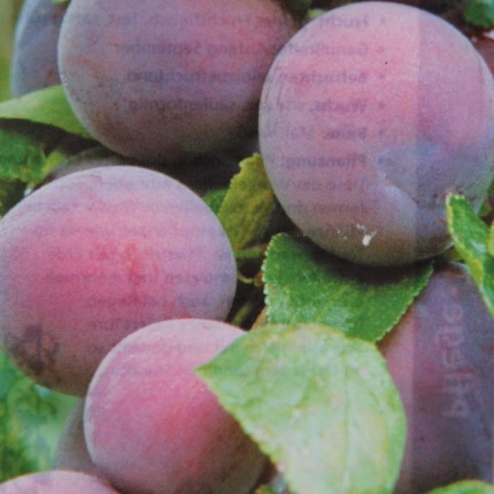 Slivoň Fruca květináč 5 litrů, sloupová, samosprašná-0