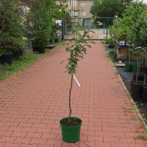 Slivoň 'Hanita' květináč 10 litrů, zákrsek, SAMOSPRAŠNÁ-0