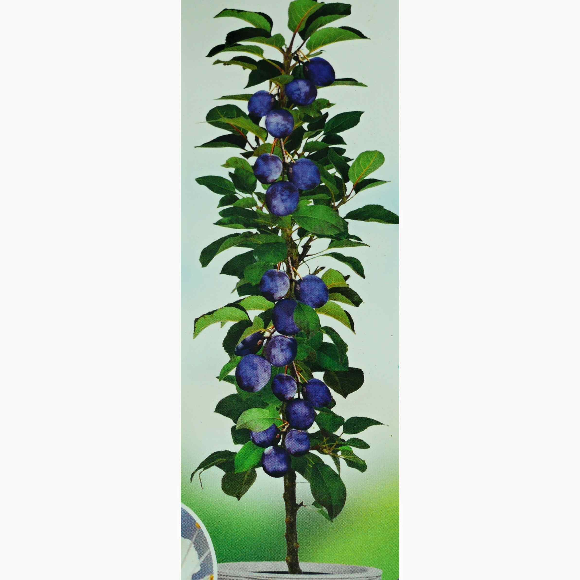 Slivoně - Slivoň 'Hanita' květináč 5 litrů, sloupová, SAMOSPRAŠNÁ