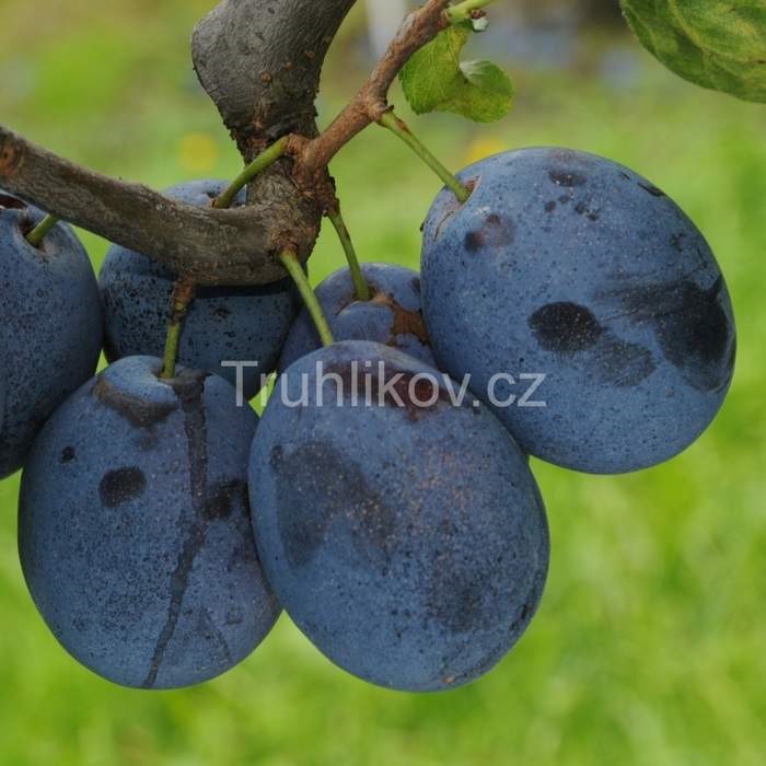 Slivoně - Slivoň 'Hanita' květináč 7,5 litru, čtvrtkmen, SAMOSPRAŠNÁ