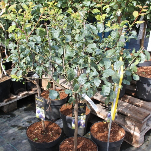 Balkonové ovocné stromky - Slivoň 'Hanna' květináč 10 litrů, kmínek 30cm, zákrsek, SAMOSPRAŠNÁ