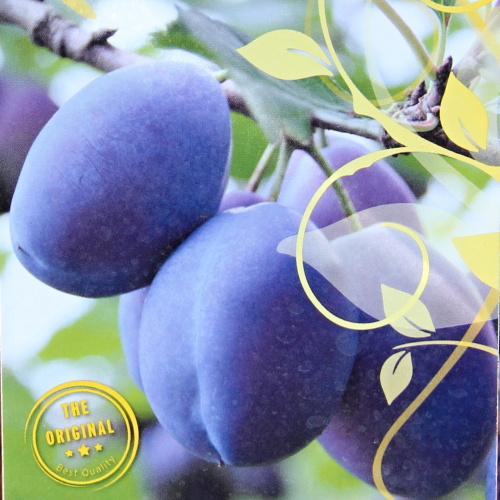 Slivoň 'Hanna' květináč 10 litrů, kmínek 30cm, zákrsek, SAMOSPRAŠNÁ-0