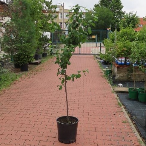 Slivoně - Slivoň 'Herman' květináč 7,5 litru, čtvrtkmen, SAMOSPRAŠNÁ