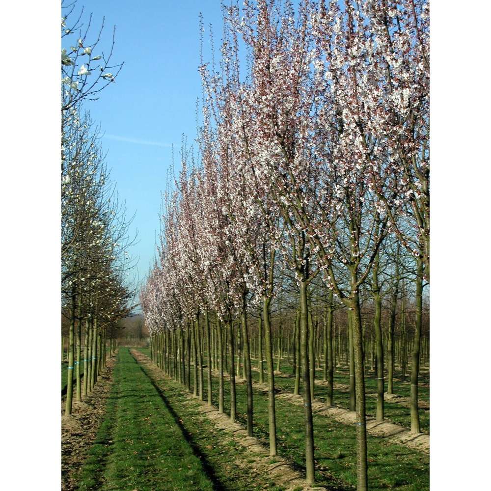 Soliterní stromy - Slivoň Hillerova Spire výška kmene 225cm, zemní bal