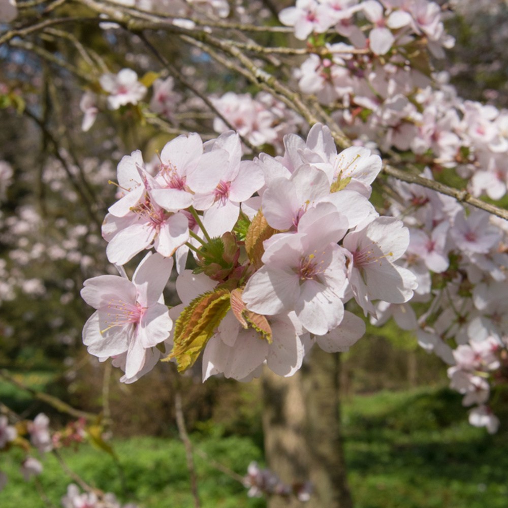 Slivoň Hillerova Spire výška kmene 225cm, zemní bal-0