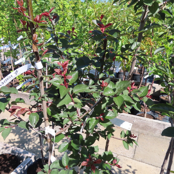 Slivoně - Slivoň 'Hollywood' květináč 7,5 litru, čtvrtkmen, SAMOSPRAŠNÁ