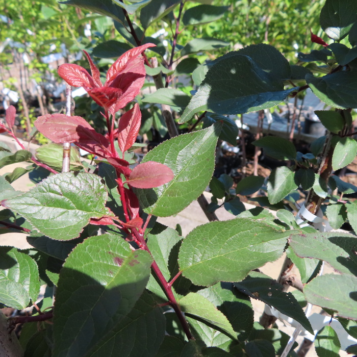 Slivoň 'Hollywood' květináč 7,5 litru, čtvrtkmen, SAMOSPRAŠNÁ-0