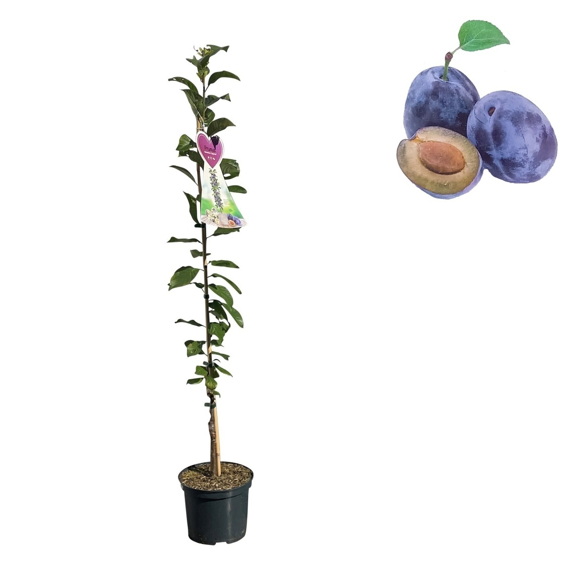 Balkonové ovocné stromky - Slivoň Imperial květináč 5 litrů, samosprašná, sloupová