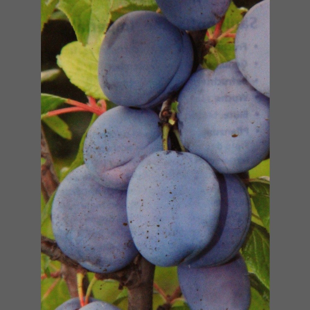 Rostliny - Slivoň 'Imperial' květináč 7,5 litru, sloupová, SAMOSPRAŠNÁ