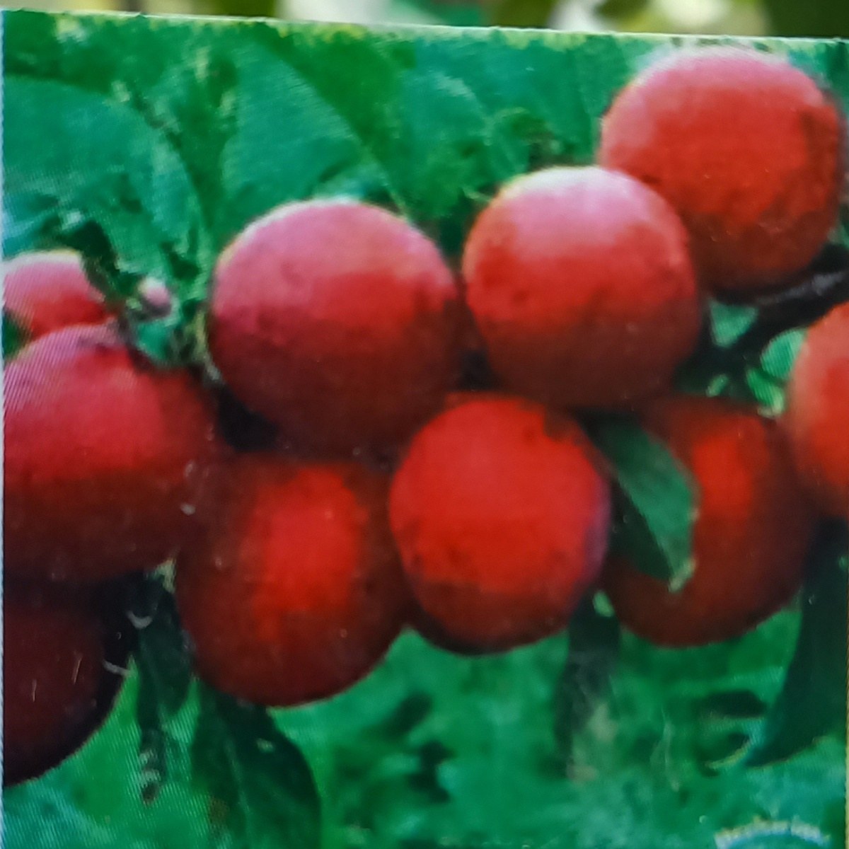 Slivoně - Slivoň japonská Kometa květináč 7,5 litru, částečně samosprašná