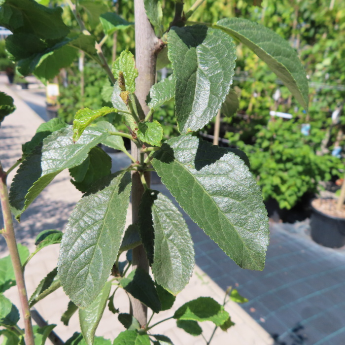 Rostliny - Slivoň Jofela květináč 7,5 litru, čtvrtkmen, SAMOSPRAŠNÁ