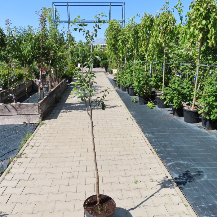 Slivoň Jofela květináč 7,5 litru, čtvrtkmen, SAMOSPRAŠNÁ-0