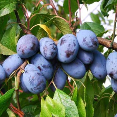 Rostliny - Slivoň 'Jofela' prostokořenné, zákrsek, SAMOSPRAŠNÁ