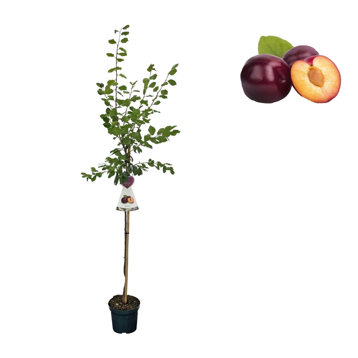 Rostliny - Slivoň Jubileum výška 150/175cm, květináč 6 litrů