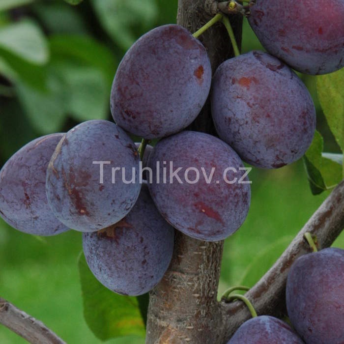 Slivoně - Slivoň 'Katinka' květináč 7,5 litru, čtvrtkmen, SAMOSPRAŠNÁ