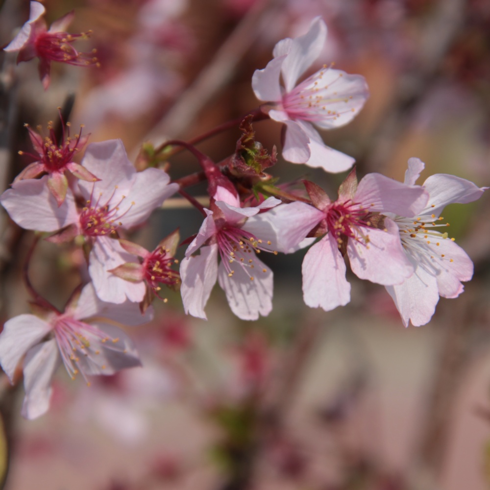 Keře okrasné květem - Slivoň kurilská Ruby květináč 5 litrů, kmínek 50cm, stromek