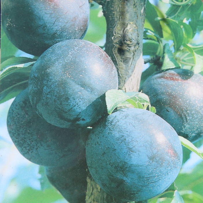 Rostliny - Slivoň, květináč 10 litrů, polokmen