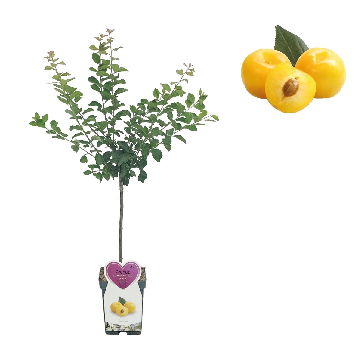Rostliny - Slivoň mirabelka Nancyská květináč 5 litrů, balkonová, zákrsek, SAMOSPRAŠNÁ