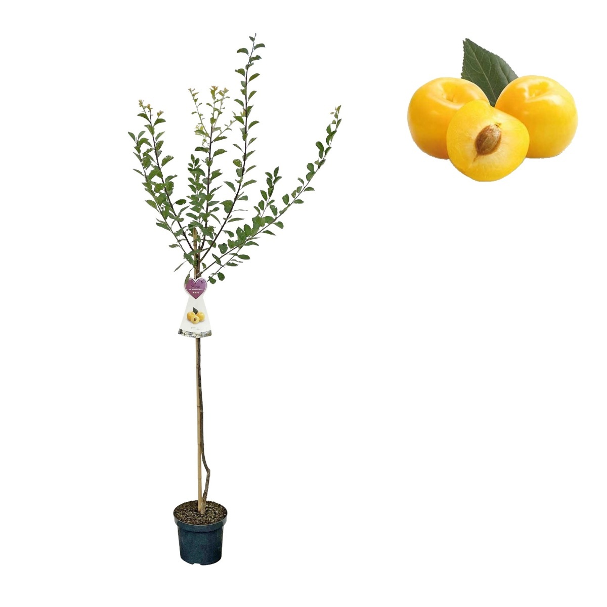 Ovocné stromky do zahrady - Slivoň mirabelka Nancyská květináč 6 litrů, výška 150/175cm, stromek, SAMOSPRAŠNÁ