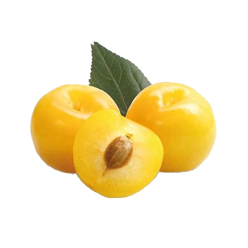 Slivoň mirabelka Nancyská květináč 6 litrů, výška 150/175cm, stromek, SAMOSPRAŠNÁ-0