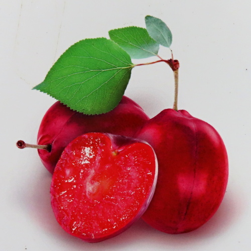 Balkonové ovocné stromky - Slivoň 'Mirabelle Ruby' květináč 5 litrů, balkonová, zákrsek, SAMOSPRAŠNÁ