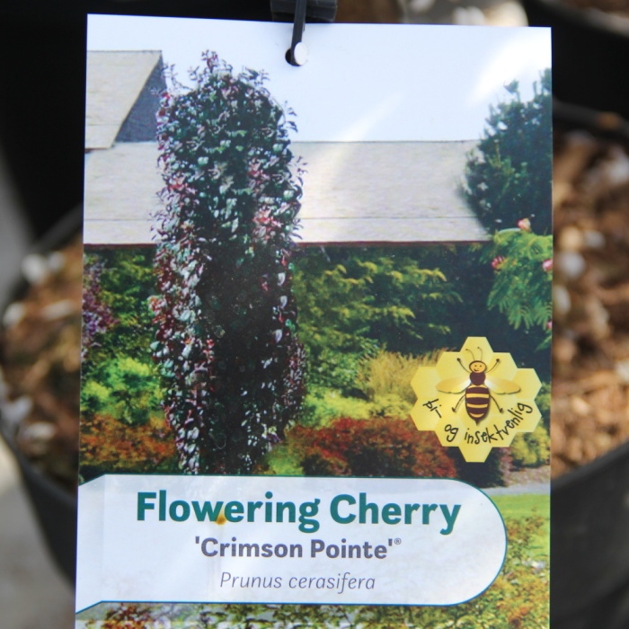 Rostliny - Slivoň myrobalán Crimson Pointe výška 60/80cm, květináč 6 litrů