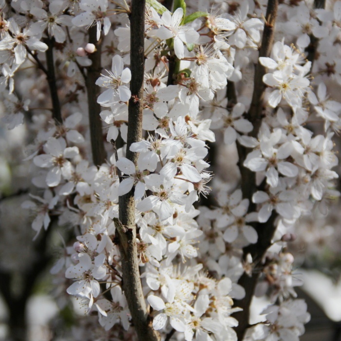 Slivoň myrobalán Crimson Pointe výška 60/80cm, květináč 6 litrů-0