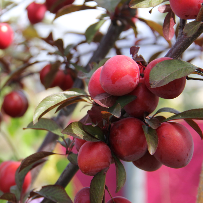 Slivoně - Slivoň myrobalán 'Hollywood' kmínek 80cm, výška 200/250cm