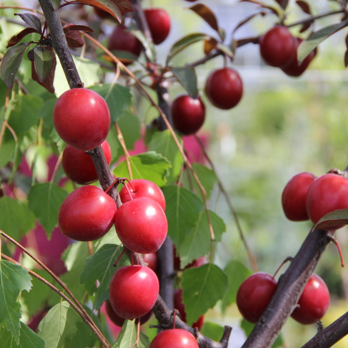 Slivoň myrobalán 'Hollywood' kmínek 80cm, výška 200/250cm-0