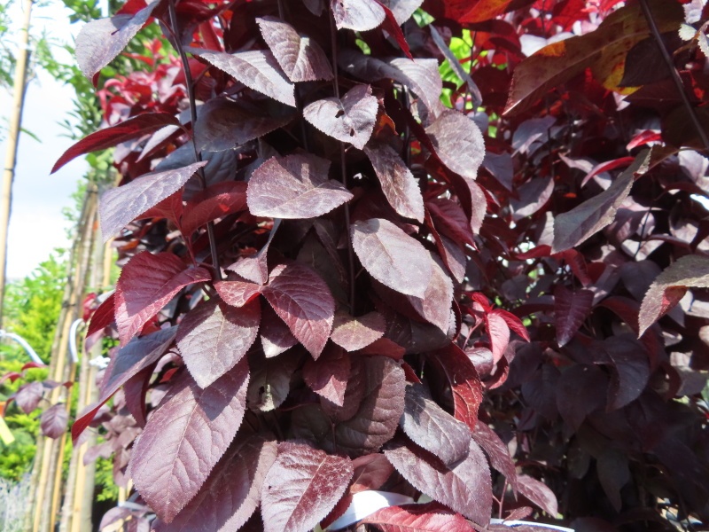 Listnaté stromky a stromy - Slivoň myrobalán 'Nigra' květináč 25 litrů, obvod kmene 14/16cm, strom