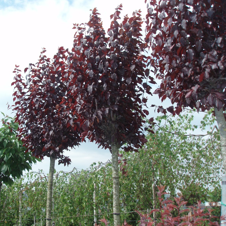 Listnaté stromky a stromy - Slivoň myrobalán 'Nigra' květináč 25 litrů, obvod kmene 8/10cm, strom