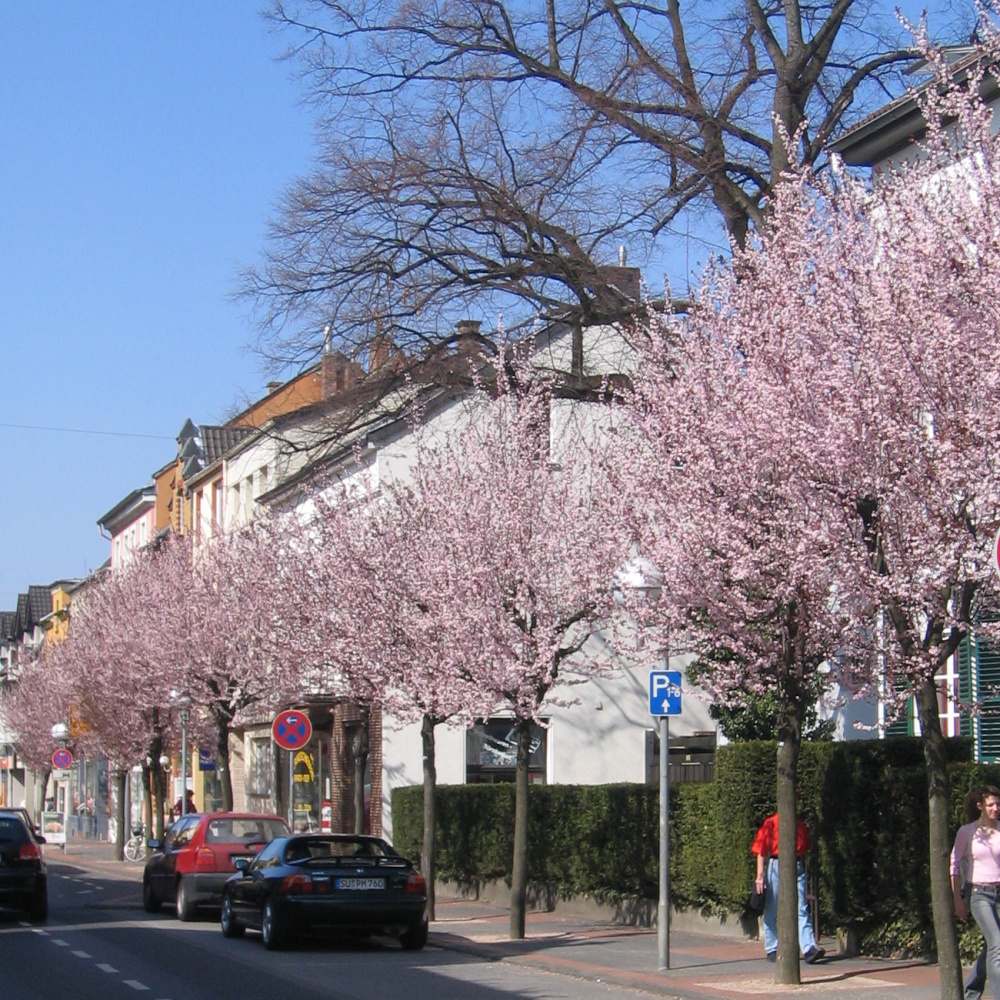 Soliterní stromy - Slivoň myrobalán Nigra výška kmene 225cm, zemní bal