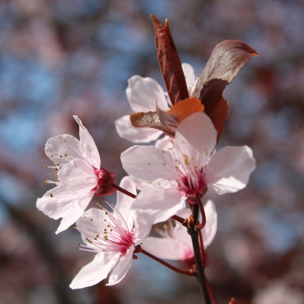 Slivoň myrobalán Nigra výška kmene 225cm, zemní bal-0