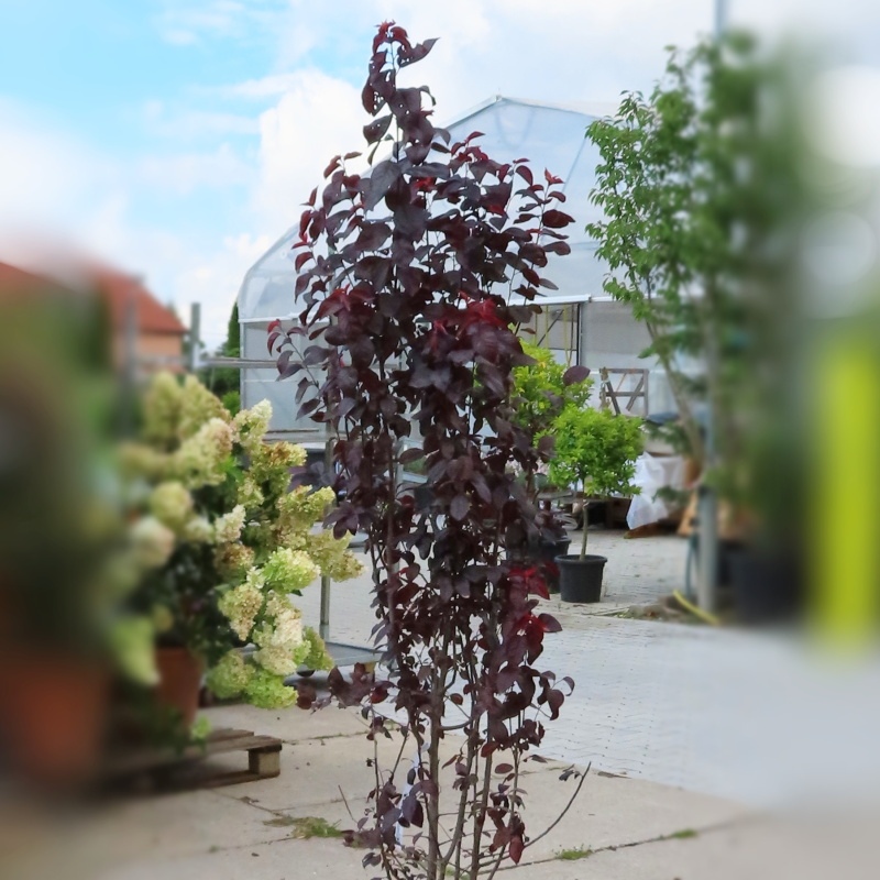 Listnaté stromky a stromy - Slivoň myrobalán Pissardii Nigra květináč 12 litrů, výška 150/175cm, keř
