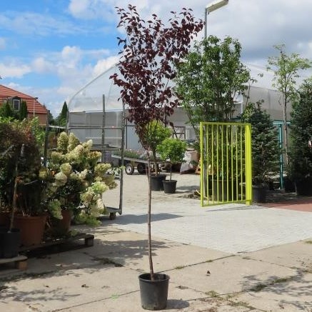 Slivoň myrobalán Pissardii Nigra květináč 18 litrů, polokmen, strom-0