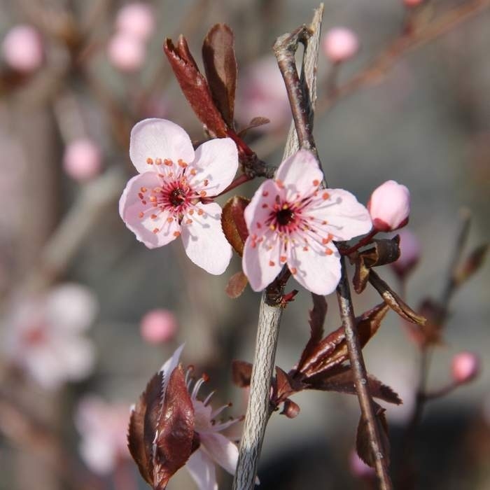 Listnaté stromky a stromy - Slivoň myrobalán Pissardii Nigra obvod kmene 6/8, květináč 18 litrů