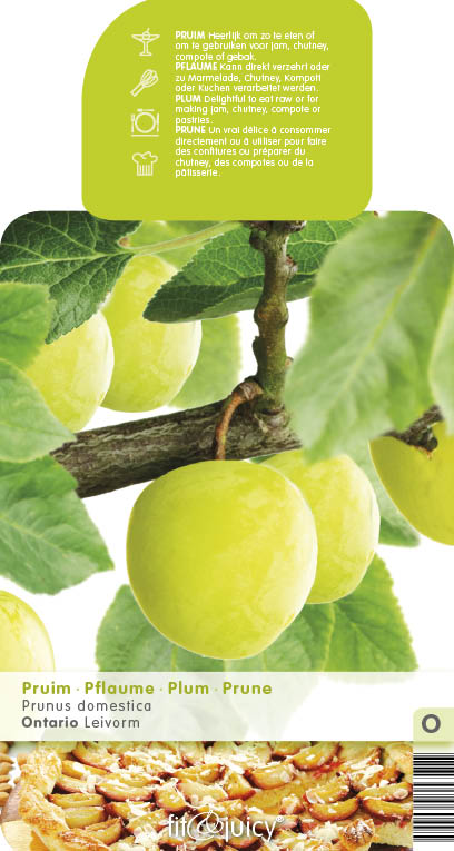 Ovocné stromky do zahrady - Slivoň 'Ontario' květináč 6 litrů, výška 150/175cm, stromek, SAMOSPRAŠNÁ