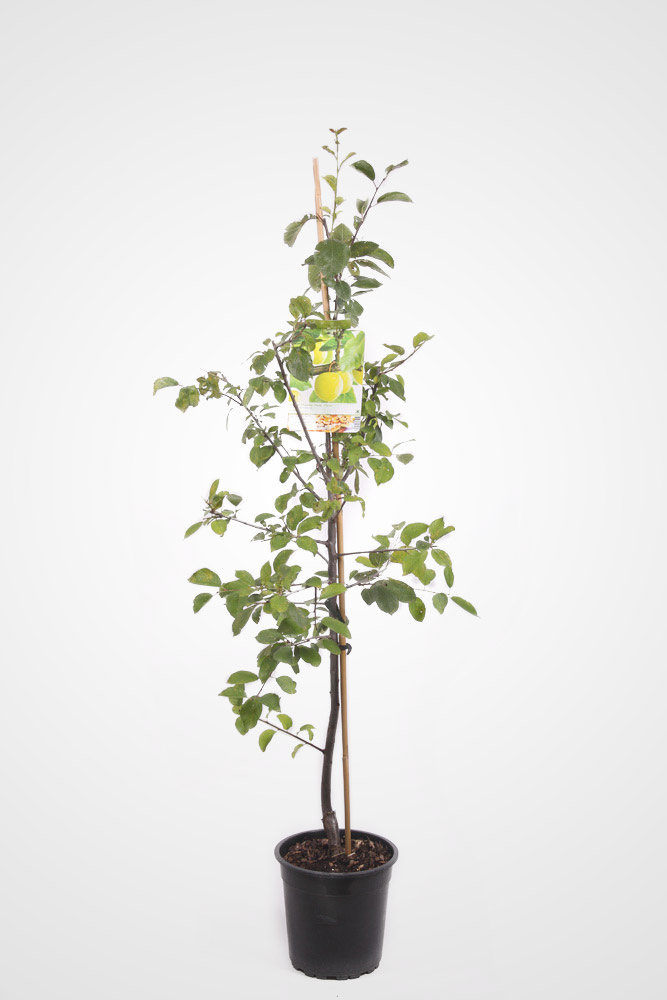 Slivoň 'Ontario' květináč 6 litrů, výška 150/175cm, stromek, SAMOSPRAŠNÁ-0