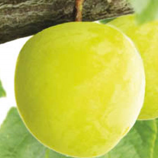 Slivoně - Slivoň 'Ontario' květináč 7,5 litru, čtvrtkmen, SAMOSPRAŠNÁ