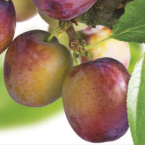 Slivoně - Slivoň 'Opál' 7,5 litru, samosprašná