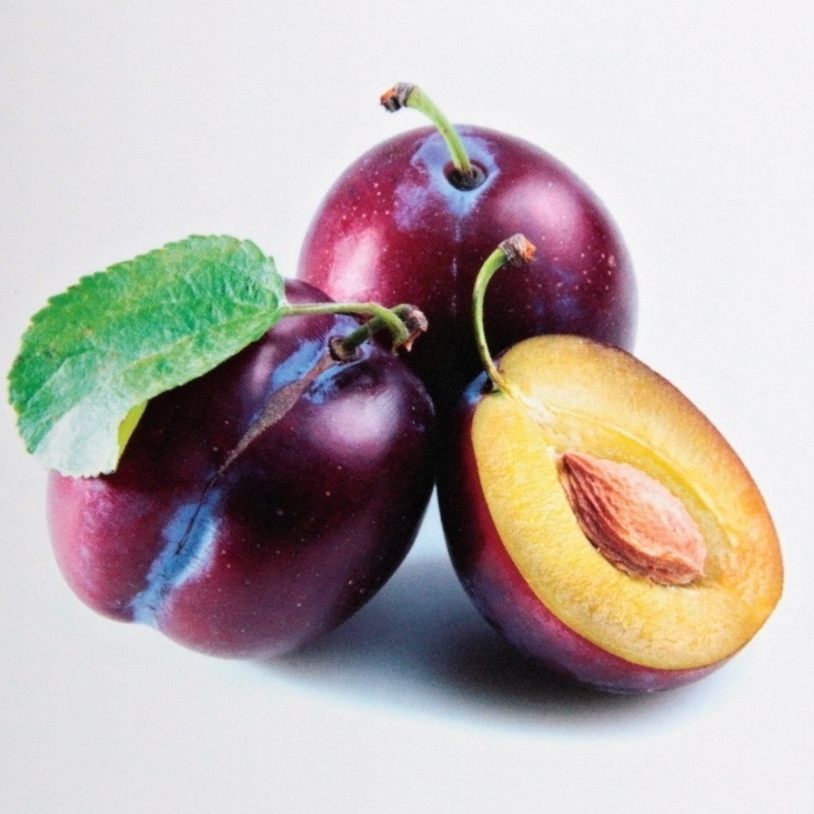 Ovocné stromky do zahrady - Slivoň 'Opál' květináč 30 litrů, tvar palmeta, SAMOSPRAŠNÁ