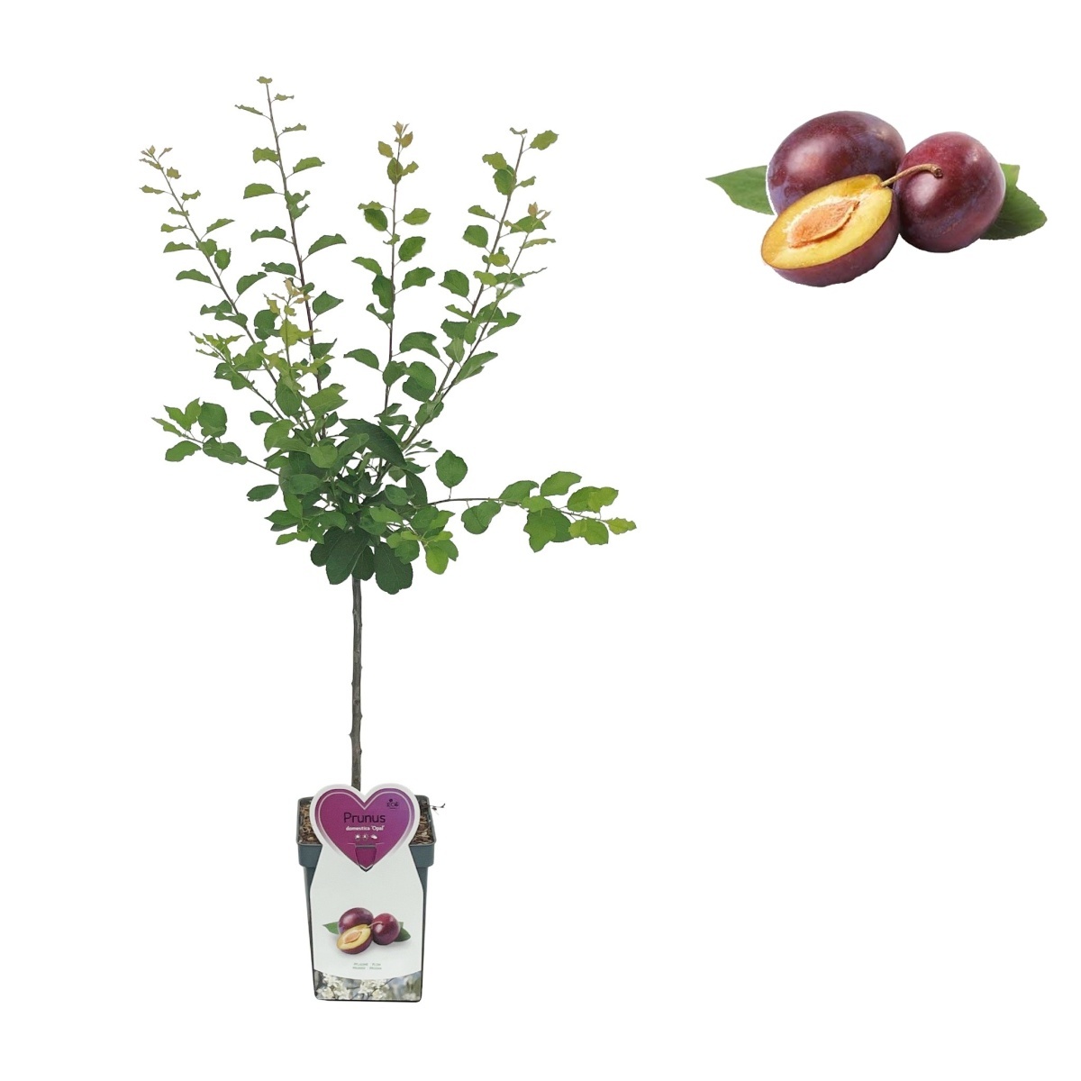 Balkonové ovocné stromky - Slivoň Opál květináč 5 litrů, balkonová, zákrsek, SAMOSPRAŠNÁ