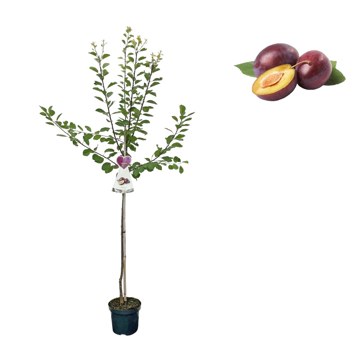 Rostliny - Slivoň Opál květináč 6 litrů, výška 150/175cm, stromek, SAMOSPRAŠNÁ