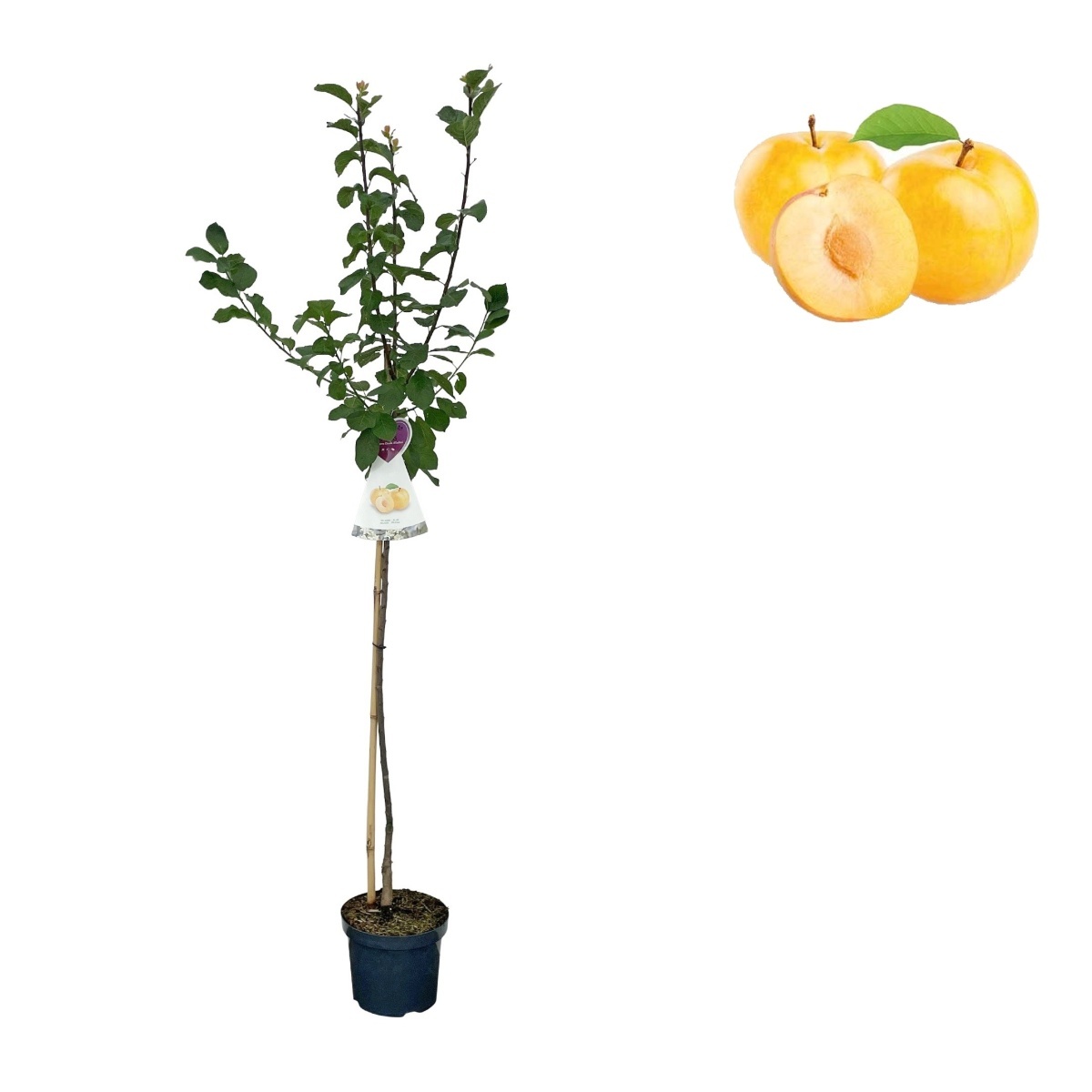 Rostliny - Slivoň Oulinská květináč 6 litrů, výška 150/175cm, stromek, SAMOSPRAŠNÁ