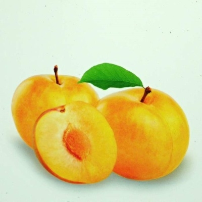 Rostliny - Slivoň 'Oulinská' prostokořenná, zákrsek, SAMOSPRAŠNÁ