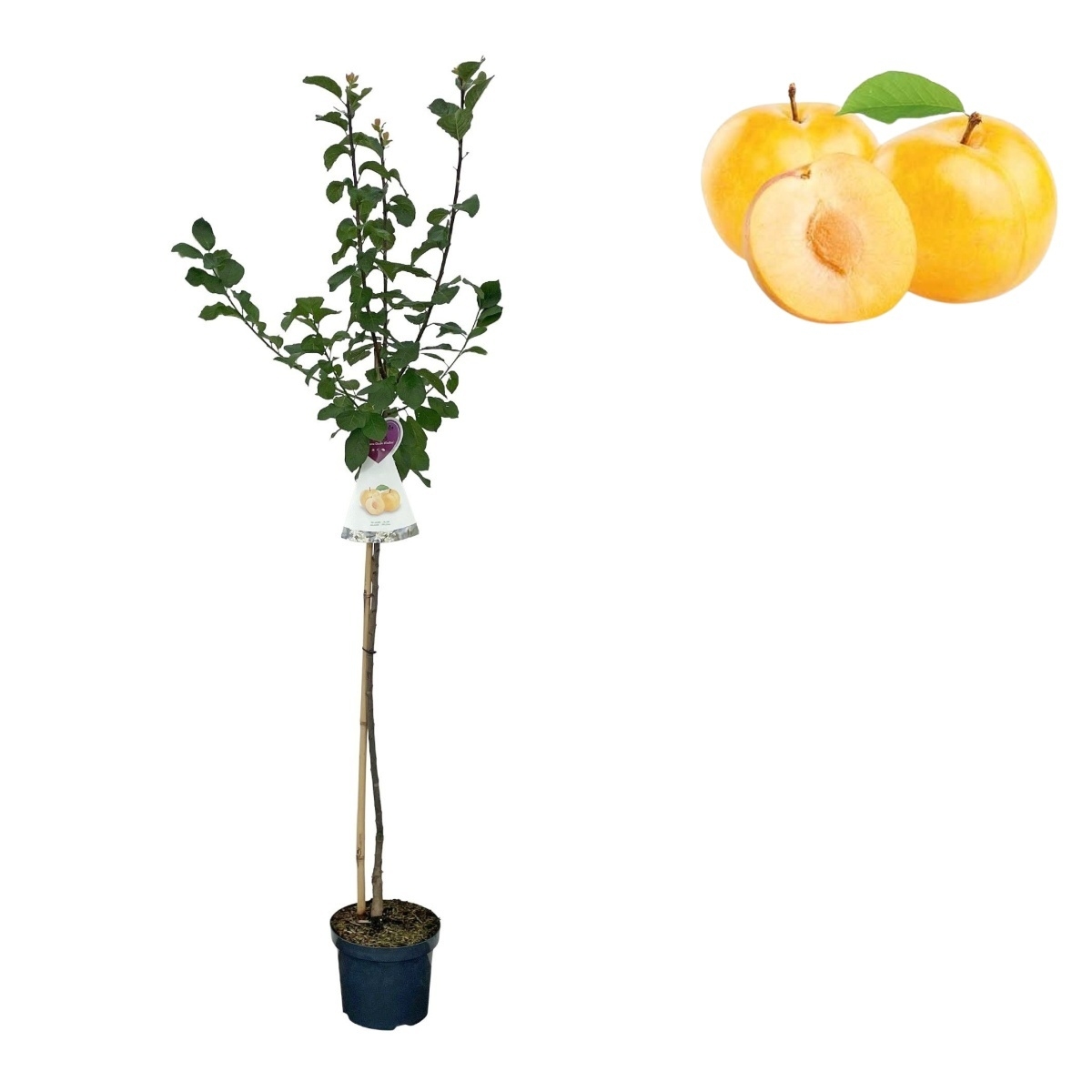 Slivoně - Slivoň Oulinská výška 150/175cm, květináč 6 litrů, SAMOSPRAŠNÁ